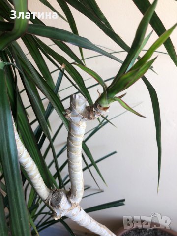 Палма Драцена , снимка 3 - Стайни растения - 29402094