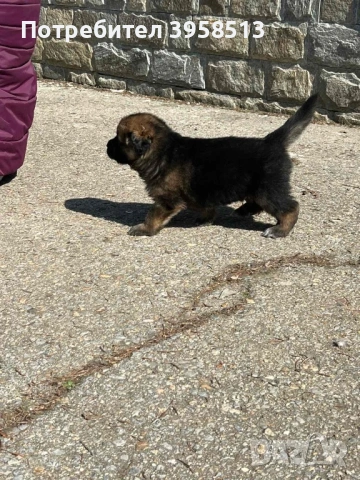 Продавам кучета, снимка 8 - За кучета - 53910381