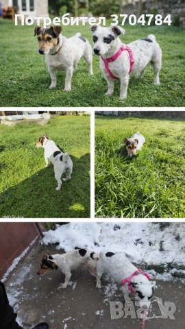 Продавам джак ръселчета , снимка 4 - Джак ръсел териер - 53926249