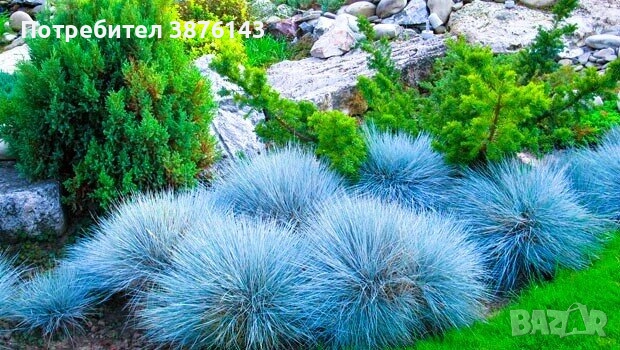 Фестука, синя трева / Festuca glauca, снимка 3 - Градински цветя и растения - 52691712