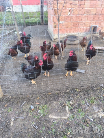 Огромни петли, снимка 3 - други­ - 53265953