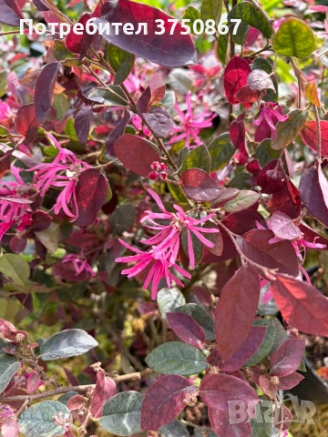 🌿💜🌸 Лоропеталум „Black Pearl“ (Loropetalum chinense), снимка 4 - Градински цветя и растения - 54249269