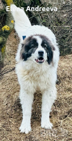 родословно каракачанско куче