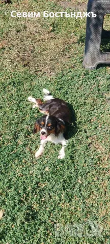 Момиче порода Кавалер Кинг Чарлз шпаньол на 8 месеца търси своят нов дом, снимка 4 - Кавалер кинг чарлз шпаньол - 55769417