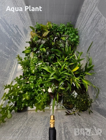 Аквариумни растения, снимка 4 - Аквариуми - 54334568