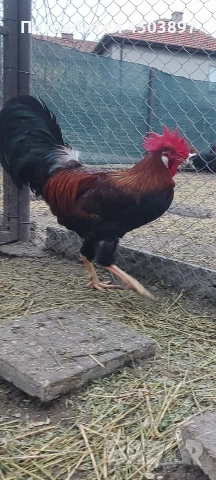 Продавам Петли, снимка 4 - Кокошки и пуйки - 53936415