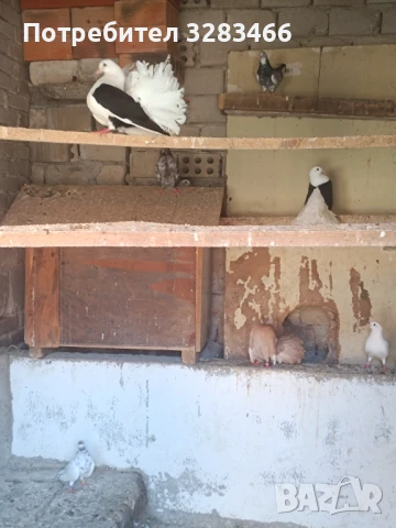 Гълъби, снимка 3 - Гълъби - 50570023