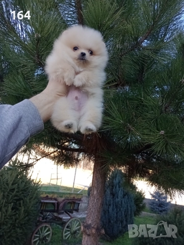 Мини момченце.Померан. Реални снимки от 29.12.25 г. , снимка 5 - Померан - 52885649