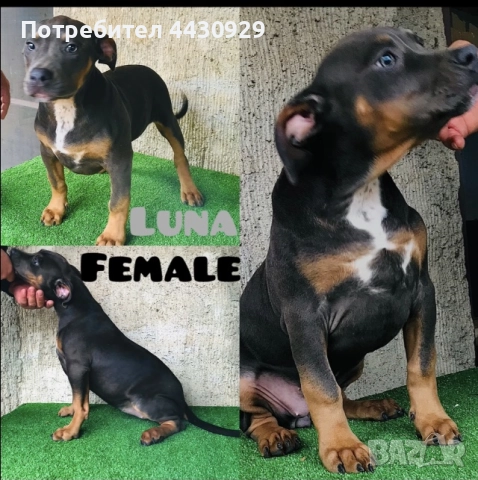 American Bully XL, снимка 10 - Други - 52497819