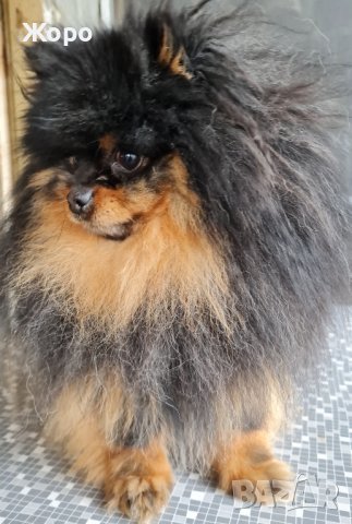 За разплод и продавам , снимка 1