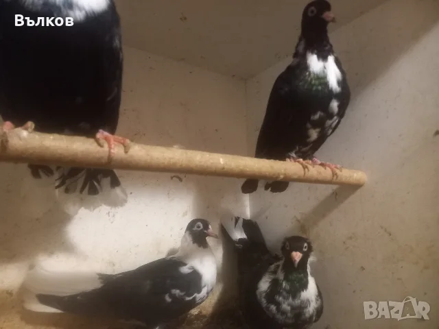 гълъби на въртене, снимка 3 - Гълъби - 56008482