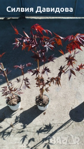 Японски клен Acer, снимка 6 - Градински цветя и растения - 52499746