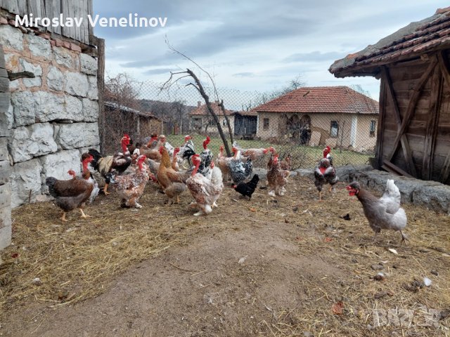 Продавам яйца от смесено стадо кокошки , снимка 15 - Кокошки и пуйки - 44311606