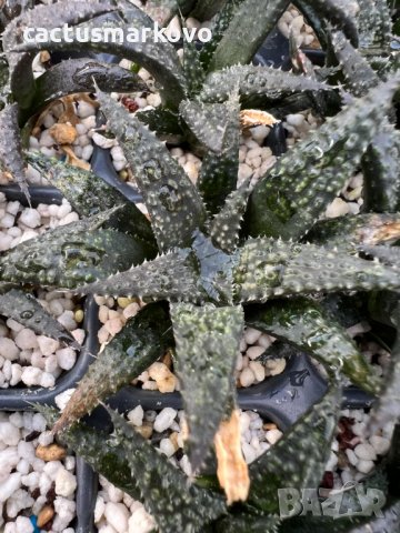 Haworthia pulchella hybrid, снимка 1 - Стайни растения - 38597731