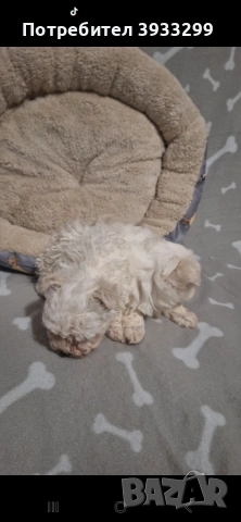 Малтийска болонка мини , снимка 9 - Болонка - 53921434