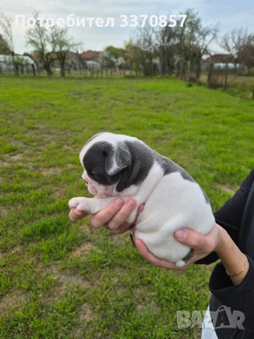 Френски булдог , снимка 2 - Френски булдог - 54226055