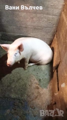 Продавам женско прасе 60 кг, снимка 4 - Прасета - 53918354