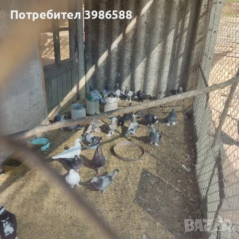 Гълъби, гълъби гълъби , снимка 3 - Гълъби - 55998496