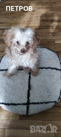 ПРОДАВАМ Той пудел (Toy Poodle)