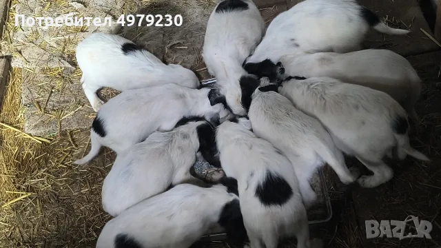 английски сетер, снимка 2 - Английски сетери - 56509985