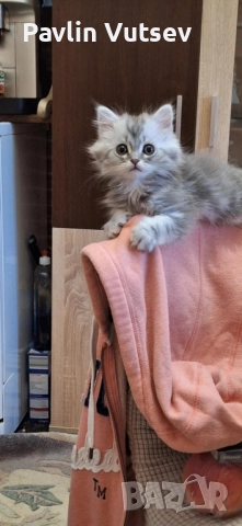 продавам мъжко и женско, снимка 2 - Британска късокосместа - 52323134