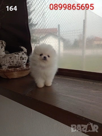 Миниатюрно момиче. Чисто бял мини Померан. Реални снимки от 21.03.26