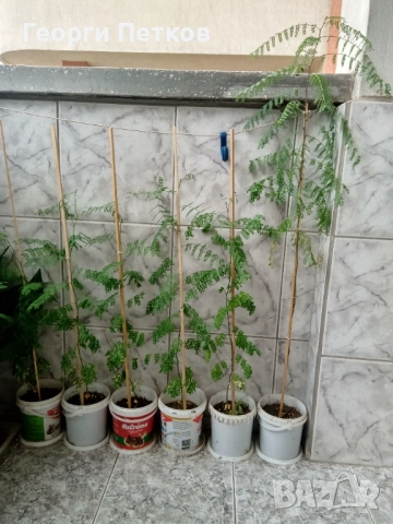 Цезалпиния, Жълта Райска Птица , снимка 5 - Градински цветя и растения - 51287941