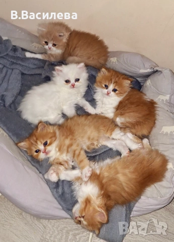 Персийски котета