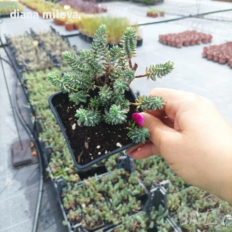 Седум „Син Смърч“, Sedum „Blue Spruce“, снимка 5 - Градински цветя и растения - 50843696