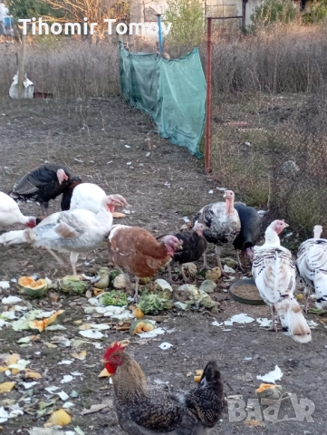 продавам домашно гледани пуйки пуяци за празниците , снимка 5 - Кокошки и пуйки - 51832484