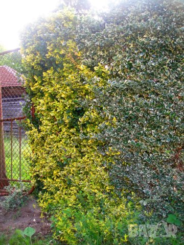 Радиканс - 3 вида вечнозелен жив плет (ПРОМО: 1,10 лв.–0,80 лв.), снимка 5 - Разсади - 42873134