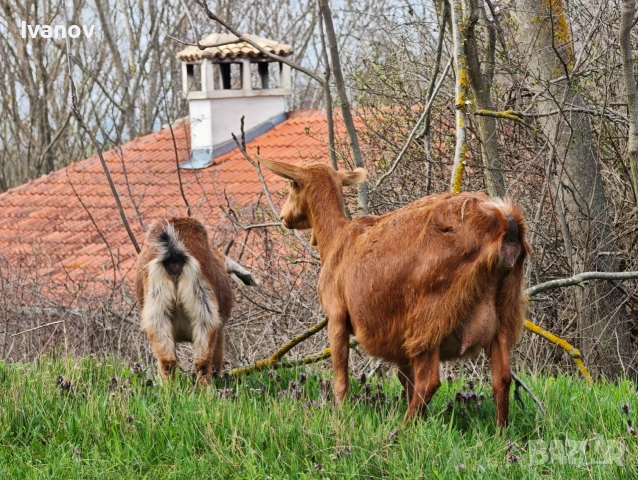 Продавам коза и женско яре