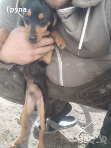 Продавам 2 Кучета , снимка 7 - Пинчер - 53068416