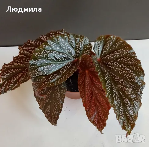 Бегония 'Пинк Спот'/'Pink Spot' 