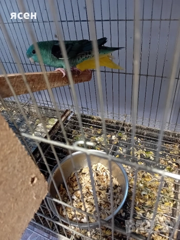 Продавам Аймари , снимка 2 - Папагали - 54153647