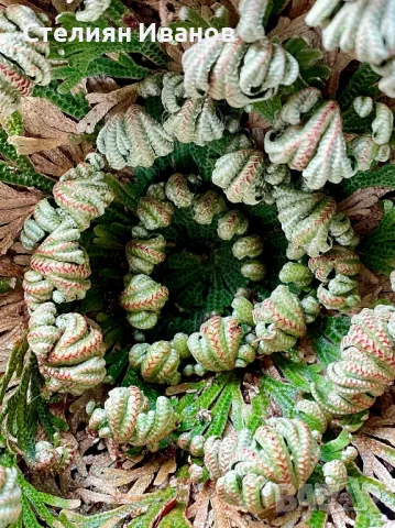 Йерихонска роза, rose of Jericho, селагинела (Selaginella lepidophylla), снимка 3 - Стайни растения - 47954360