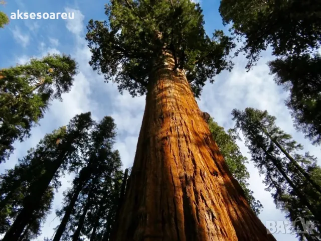 Екзотични нови 15 семена гигантска секвоя мамутово дърво sequoiadendron giganteum декорация в двора, снимка 12 - Сортови семена и луковици - 50222677