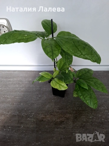 Клеродендрон Томпсън, Clerodendrum thomsoniae , снимка 4 - Стайни растения - 53294531