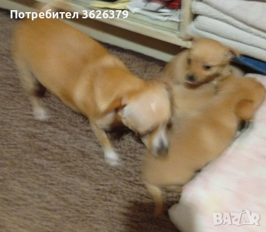 Продавам пинчери , снимка 2 - Пинчер - 52684865