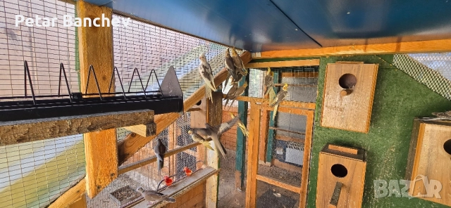 неразделки корели скумруци , снимка 2 - Папагали - 51834310