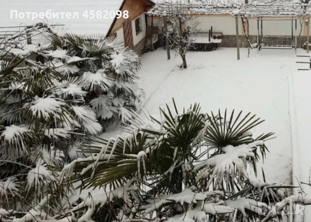 Студоустойчиви палми, снимка 8 - Градински цветя и растения - 51567070