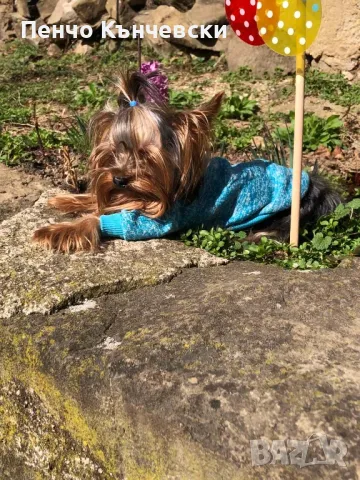 Мини Йоркширски териер, снимка 9 - Йоркширски териер - 47732082