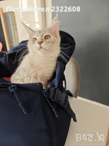 Женско коте Мейн куун