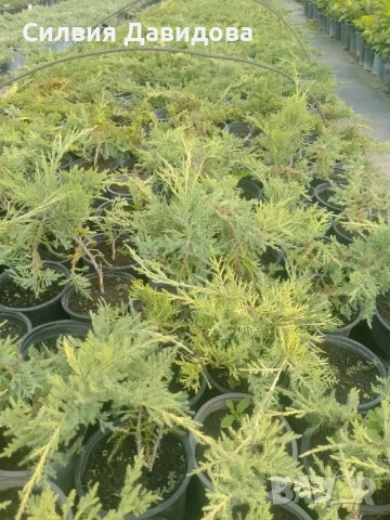 Юниперус , снимка 7 - Градински цветя и растения - 51864443