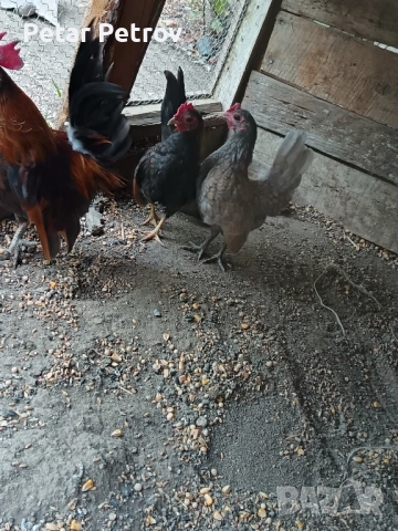 Декоративни кокошки , снимка 6 - Кокошки и пуйки - 51707427