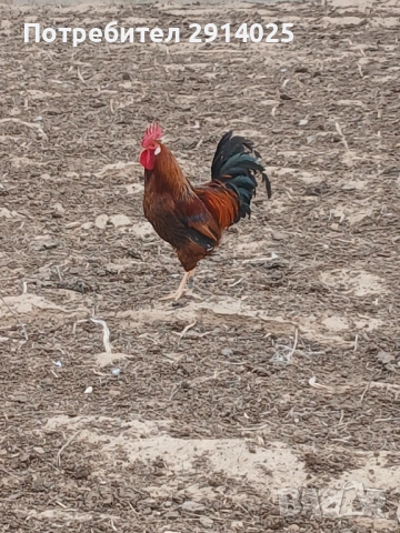Петли, снимка 3 - Кокошки и пуйки - 53868969