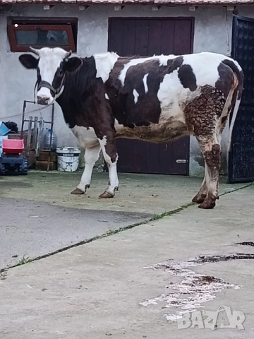 Продавам бременни юници , снимка 4 - Крави - 52893451