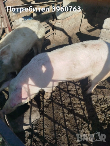 Продавам прасенца и една голяма свиня, снимка 4 - Прасета - 53938417