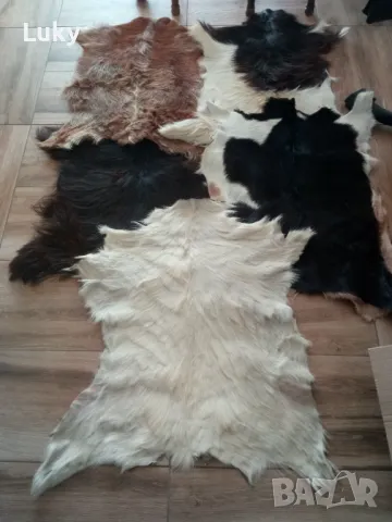 Екзотични, интериорни и естествени,кози кожи-2 бр..Обявената цена е за всичките.