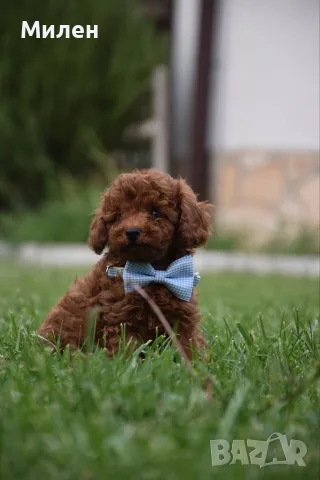 Той пудел Toy poodle, снимка 6 - Пудели - 55006000